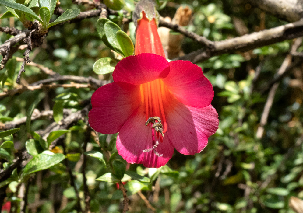 Cantua buxifolia Pink Yellow Flower A bright pink Cantua buxifolia flower with a yellow throat, blooming among dense green leaves and slender branches in daylight