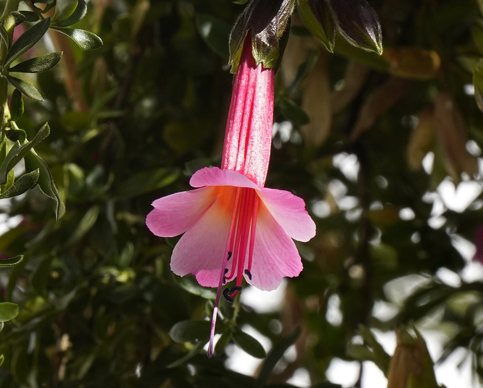 A pink Cantua buxifolia flower