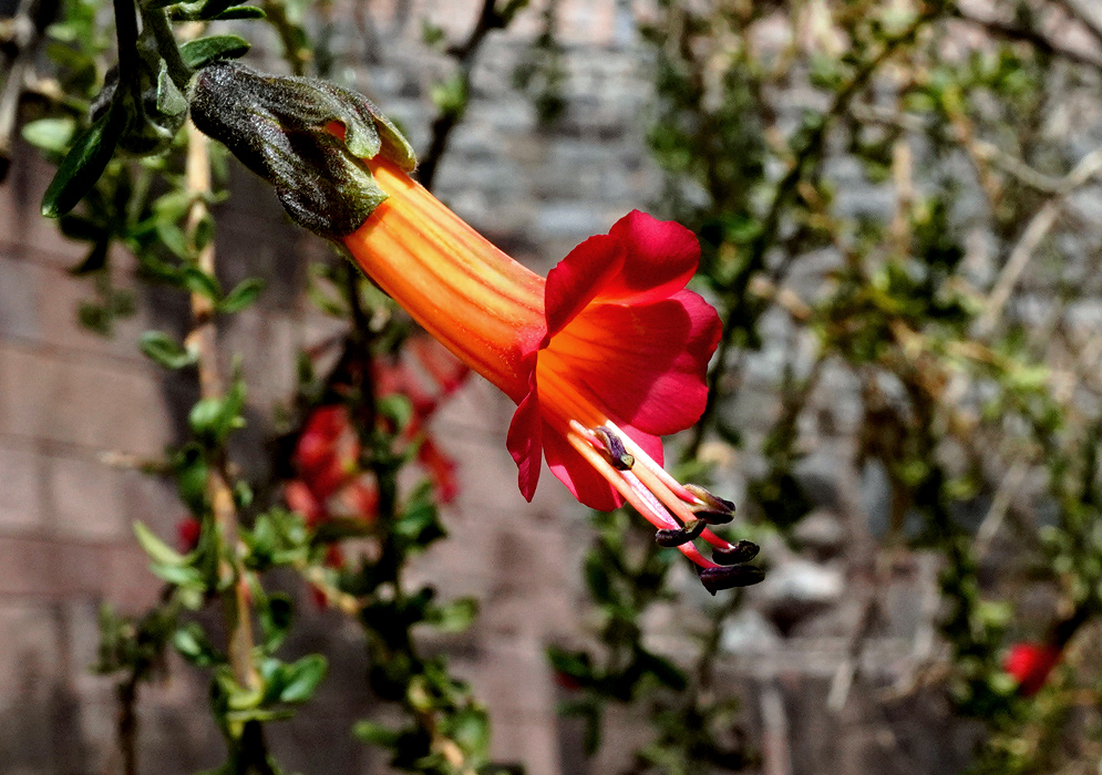 Cantua buxifolia Red Flower A vivid red tubular Cantua buxifolia flower with a bright orange throat, captured in direct sunlight against a blurred garden background
