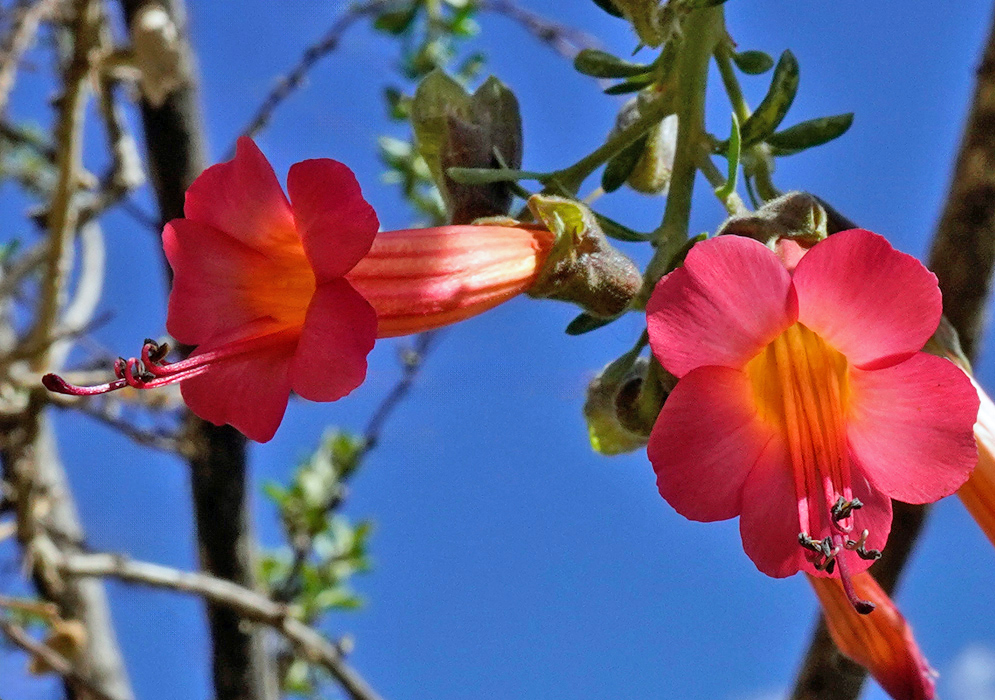 Cantua buxifolia Red Flowers Two striking red and orange Cantua buxifolia flowers hanging from a branch under a clear blue sky, showcasing their trumpet-like form and prominent stamens