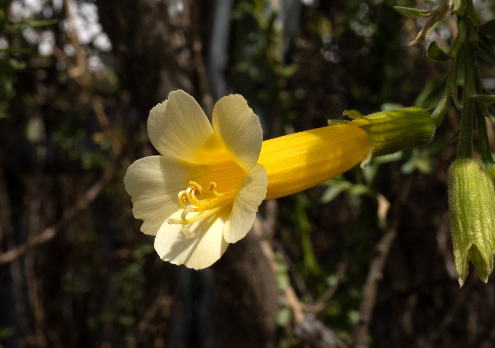 Cantua buxifolia Yellow Flower A single pale yellow flower of Cantua buxifolia with a tubular shape and flared petals, emerging from dense green foliage in partial sunlight