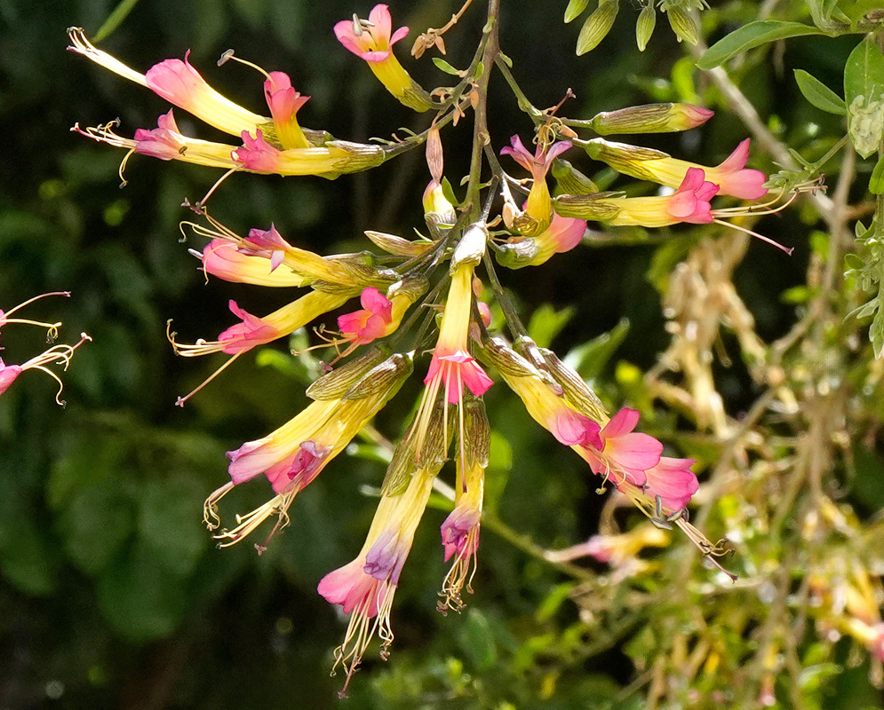Cantua cuzcoensis Flower Cluster Cluster of pendulous, trumpet-shaped blossoms of Cantua cuzcoensis with long yellow tubes and flaring pink lobes hanging from thin woody branchlets