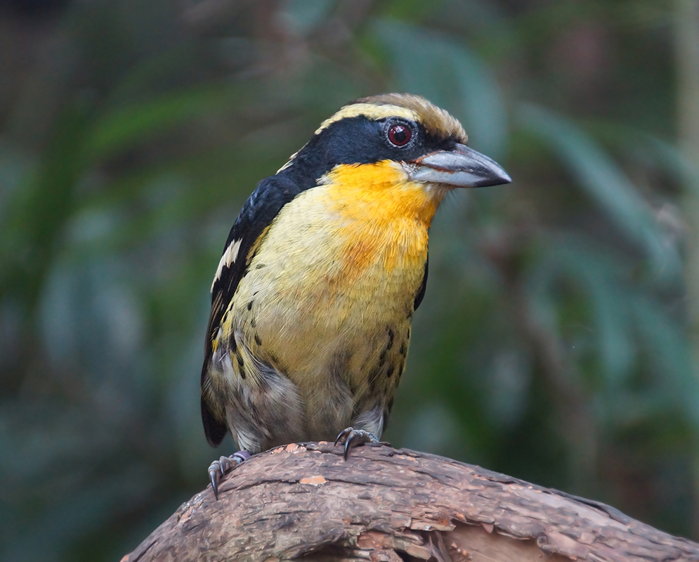 A Capito auratus with a yellow breast and bright yellow throat