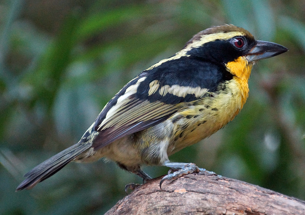 A black Capito auratus with yellow and brown markings