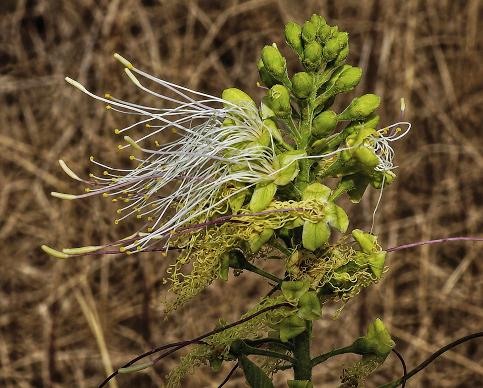 Capparaceae flower