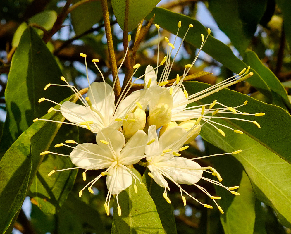 Two open flowers of Capparidastrum pachaca with four white petals and dozens of long white filaments tipped with yellow anthers radiating from short twiggy branchlets