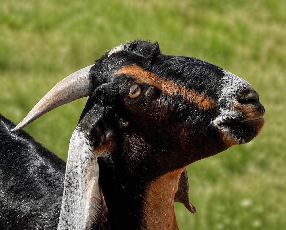 Capra hircus Anglo-Nubian Goat A dark Anglo-Nubian Capra hircus raises its head showing long drooping ears and a backward-curving horn