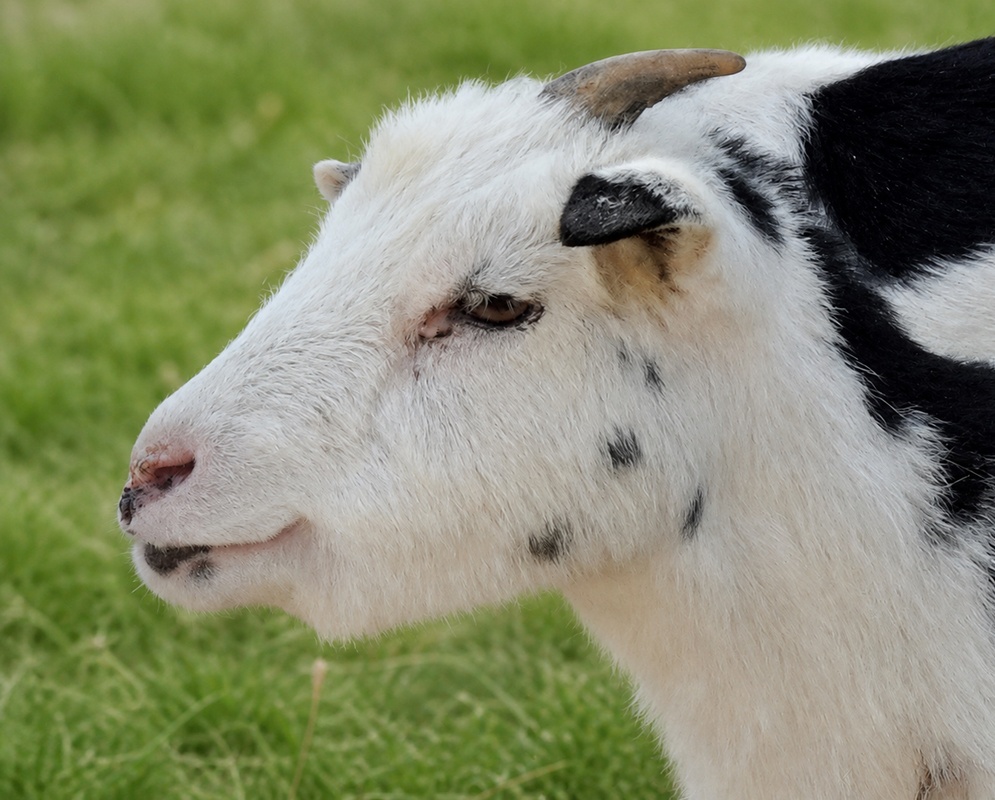 A white and black Capra hircus shows its short curved horn and spotted face in profile