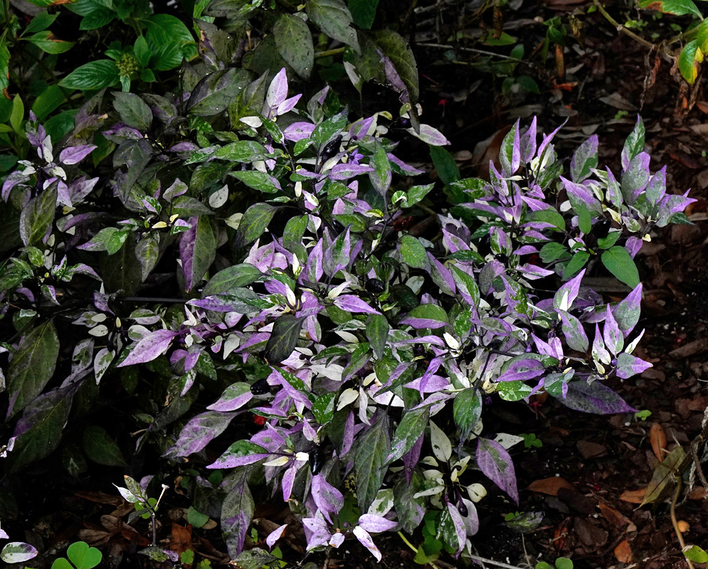 Capsicum annuum ‘Calico’ A compact ornamental Capsicum annuum ‘Calico’ plant with striking purple, green, and cream-marbled foliage growing in a shaded garden bed.