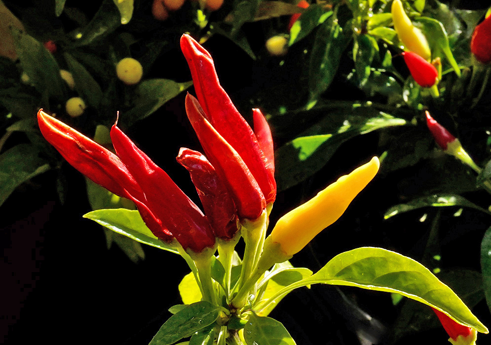 Capsicum annuum Fruit A vivid cluster of slender red and yellow Capsicum annuum ‘Chilly Chili’ peppers growing upward on a healthy green plant