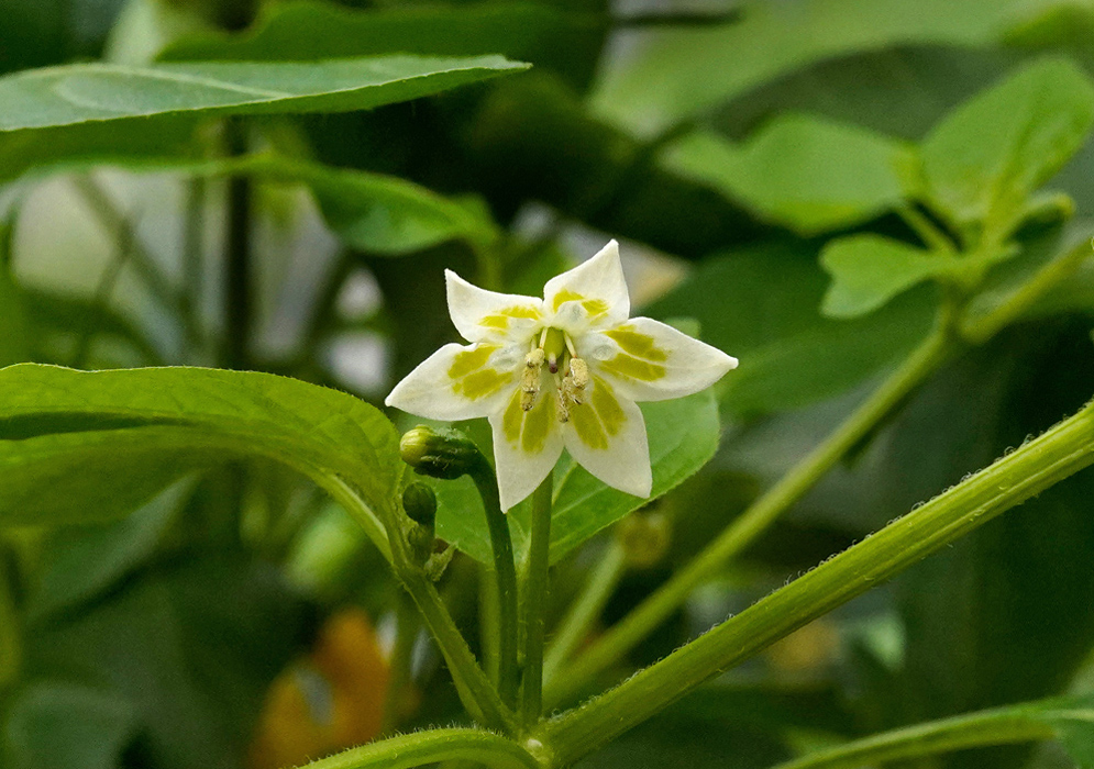 Star-shaped flower of Capsicum baccatum with five white petals patterned by yellow-green spots and a central cluster of pale stamens set among green stems and foliage