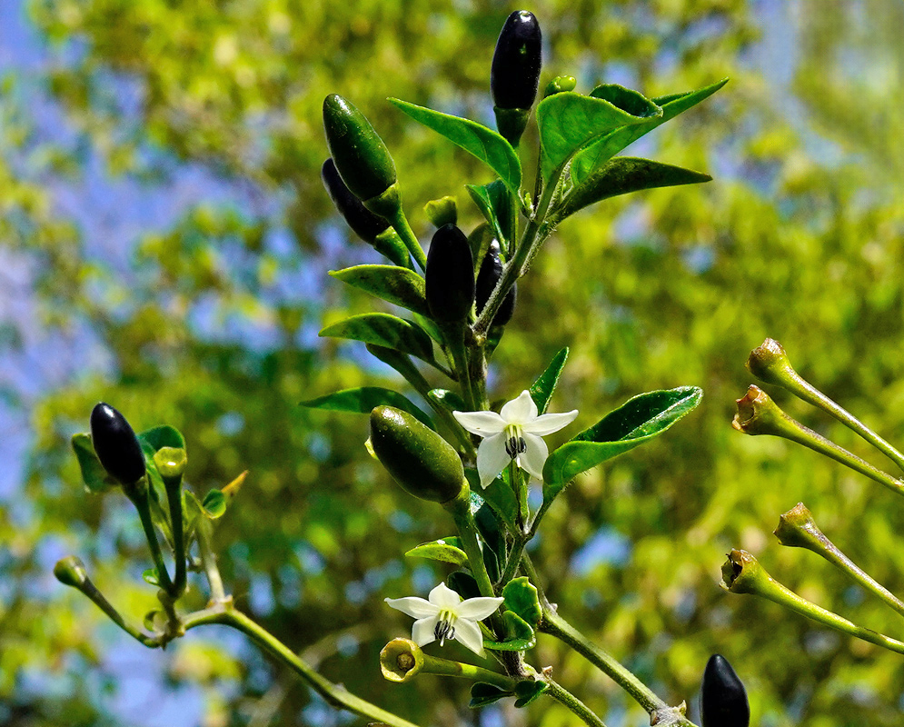 Capsicum frutescens Flowers And Fruits Branch of Capsicum frutescens bearing white star-shaped flowers with dark anthers and several erect, narrow peppers maturing from green to near-black