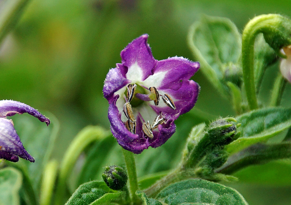 Purple Capsicum pubescens flower with purple filaments and brown anthers