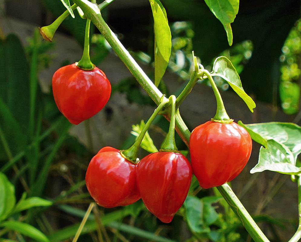 Four red Capsicum pubescens hanging fruit