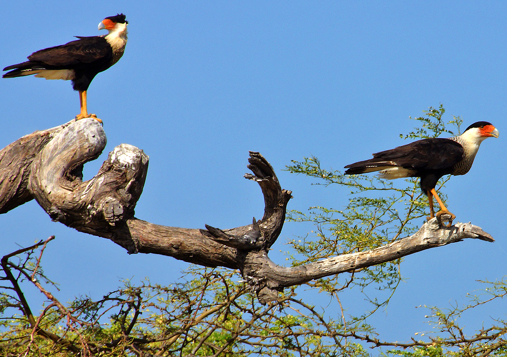 Two crested caracaras on a dead tree branch under blue sky