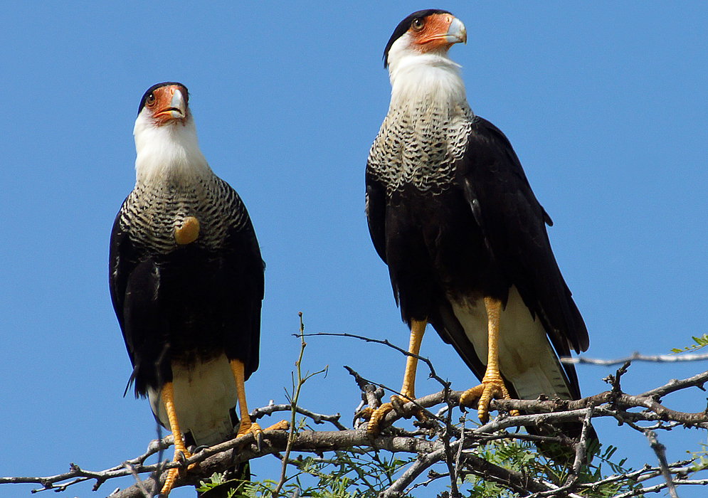 A pair of hawks on top of a tree branch under blue sky