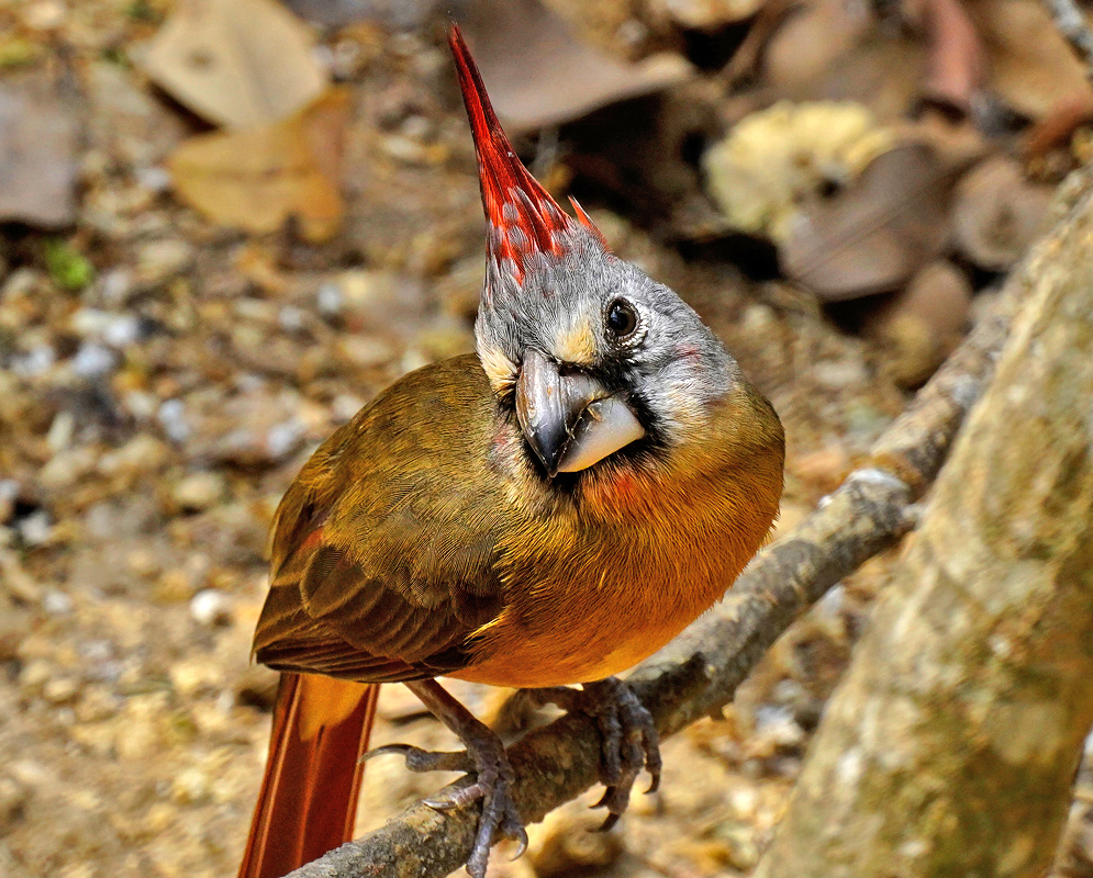 Cardinalis phoeniceus with rust colored feathers with a grey and red head