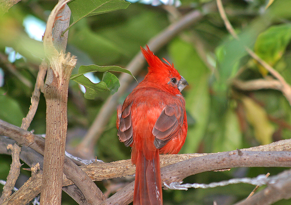 A red Cardinalis phoeniceus with grey markings