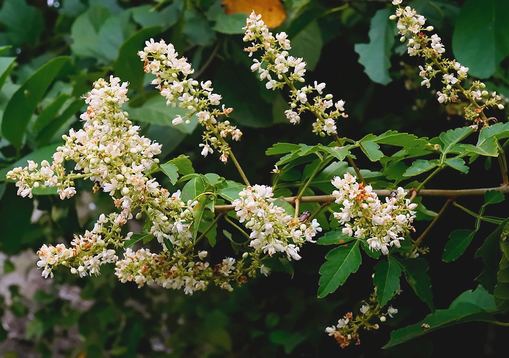 Cardiospermum grandiflorum plant habit and foliage