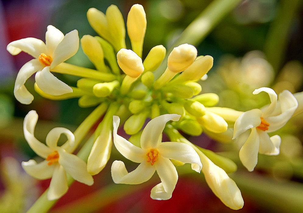 A Carica papaya flower cluster with white flowers and yellow stamens
