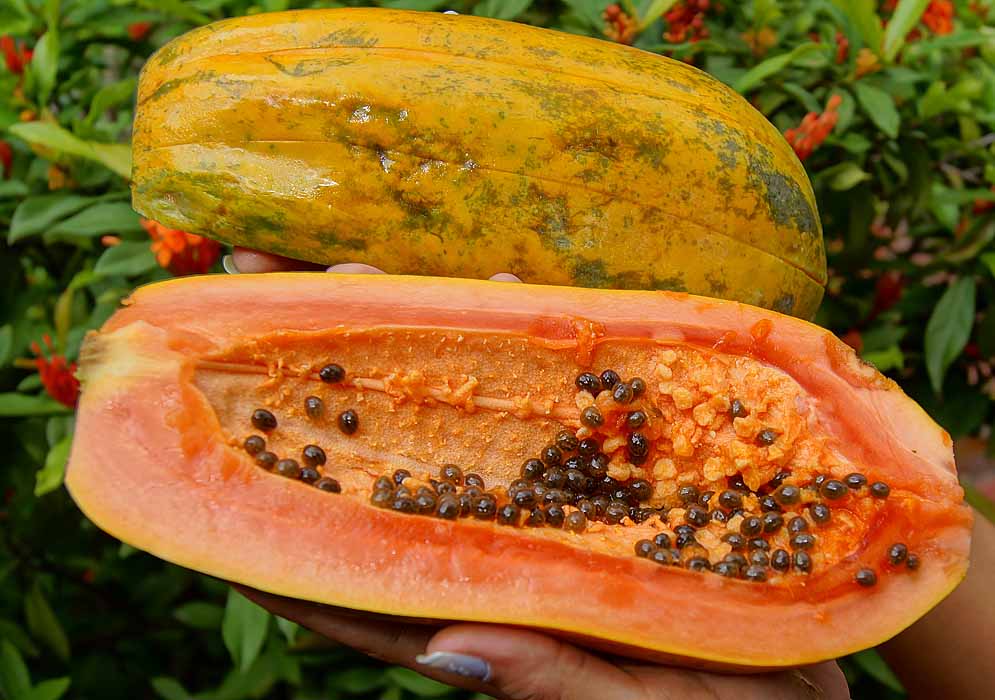 A halved green and yellow papaya in one hand a halved papaya exposing orange pulp and black seeds in the other hand