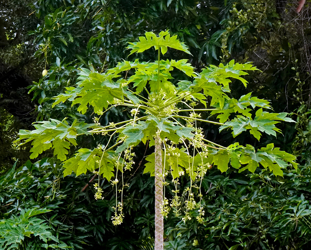 Carica papaya tree A Carica papaya tree with a tall, slender trunk and a canopy of large lobed leaves, displaying long clusters of small yellow flowers hanging beneath the foliage