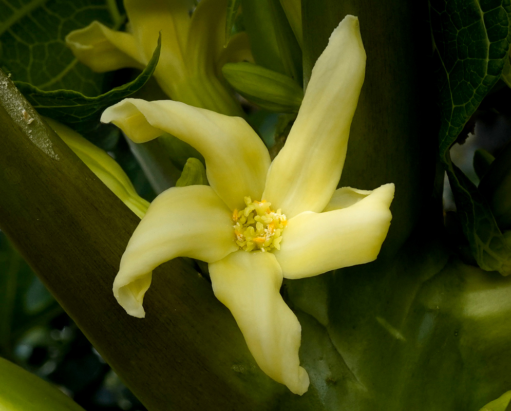 Carica papaya Yellow Flower A close-up of a single yellow papaya flower with fleshy petals and a cluster of stamens in the center, surrounded by thick green stems and leaves