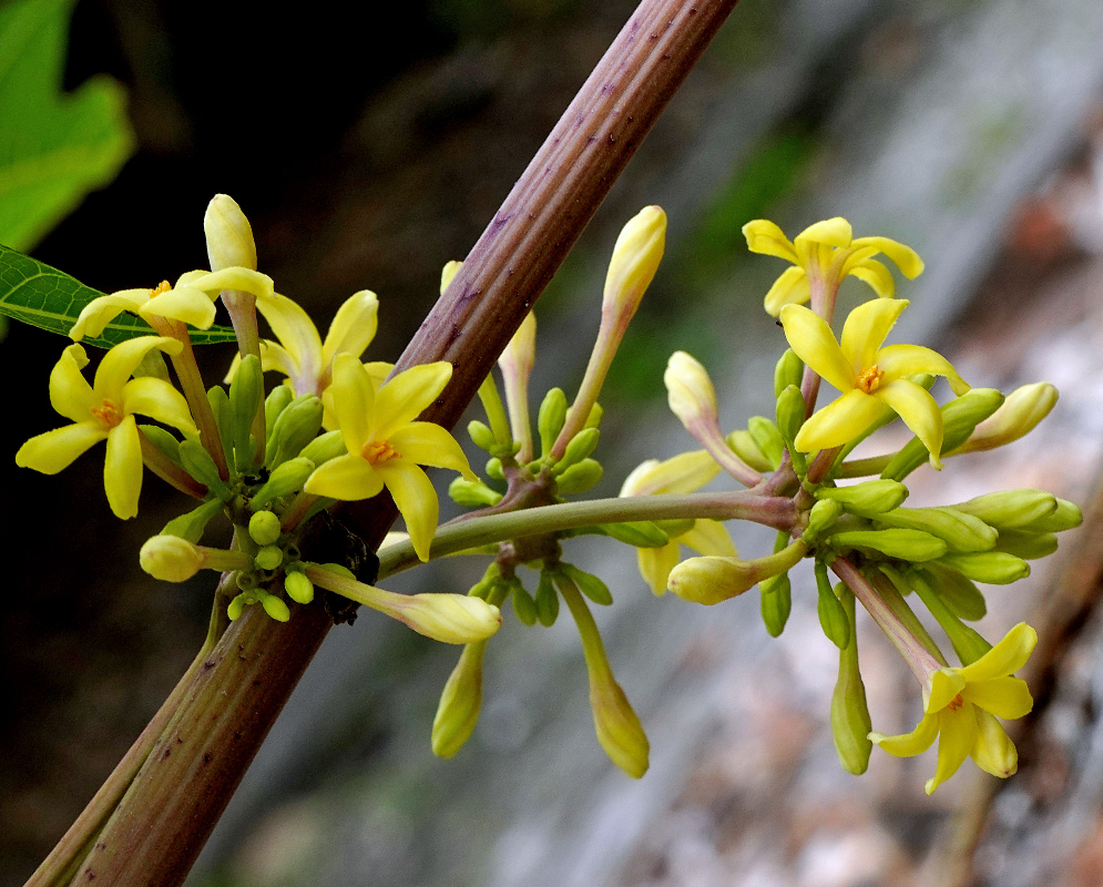 Carica papaya Yellow Flowers Cluster of small yellow Carica papaya flowers growing on a reddish stem, surrounded by buds and green foliage