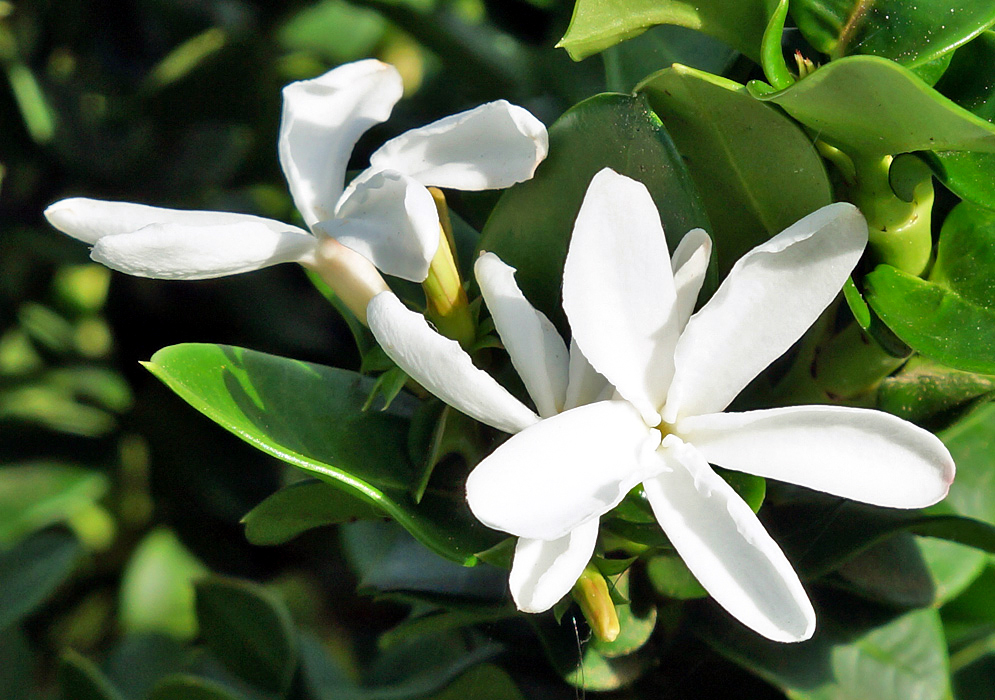 A white Carissa macrocarpa flower in sunlight