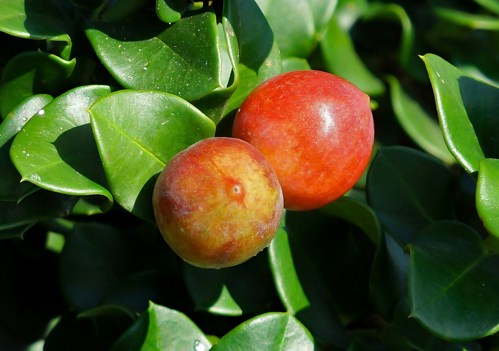 Two red Carissa macrocarpa fruits on the shrub