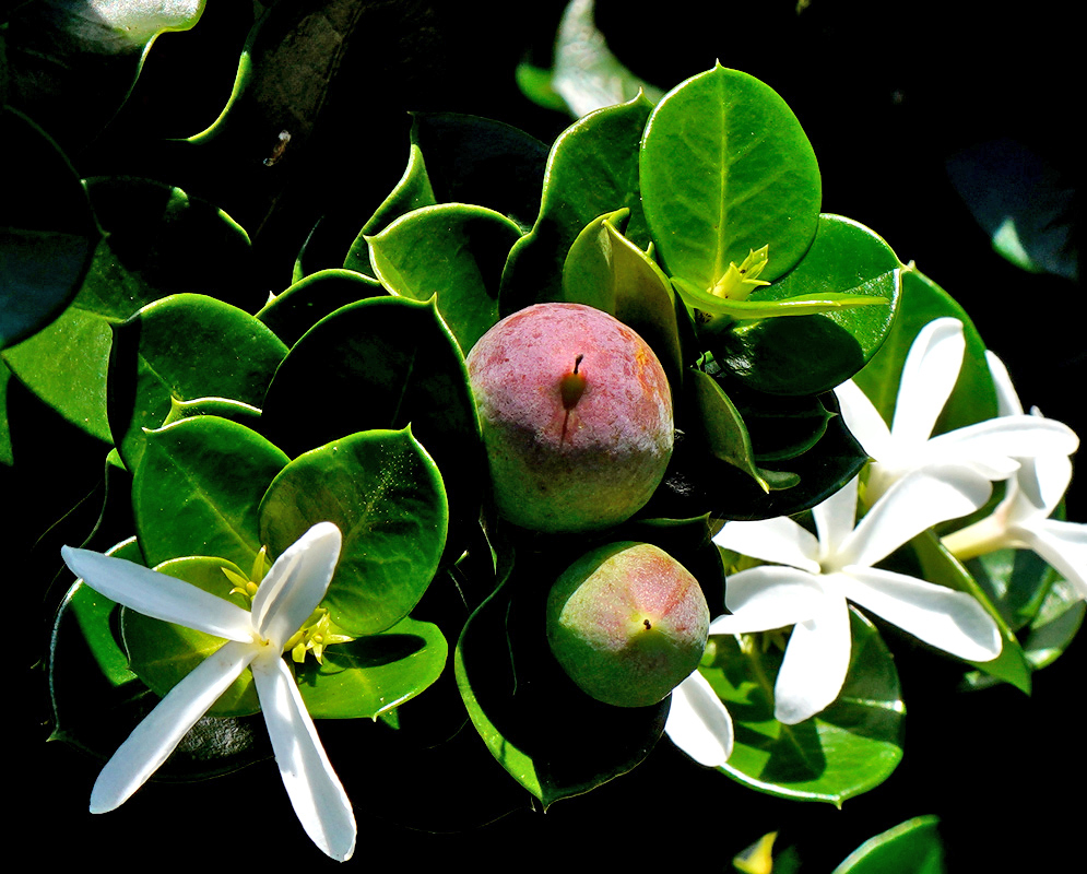 Carissa macrocarpa Fruits and Flowers Close-up of a Carissa macrocarpa shrub showing smooth green leaves, small round reddish fruits, and fragrant white star-shaped flowers