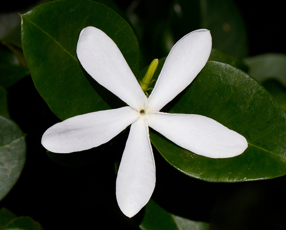 Carissa macrocarpa White Flower A single white star-shaped flower of the Carissa macrocarpa plant displayed against glossy dark green foliage