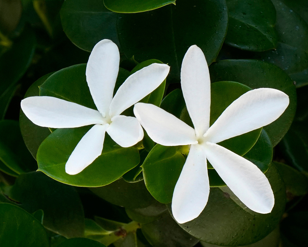 Carissa macrocarpa White Flowers Pair of white star-shaped Carissa macrocarpa flowers surrounded by dark green oval leaves in natural light