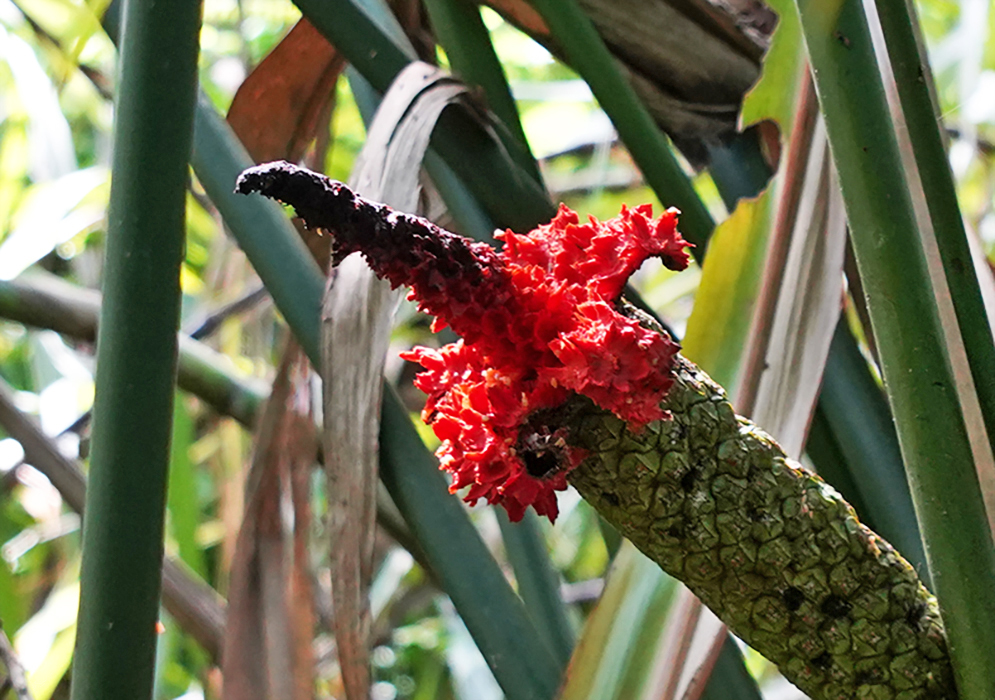 Carludovica palmata inflorescence rupturing exposing red flesh in sunlight