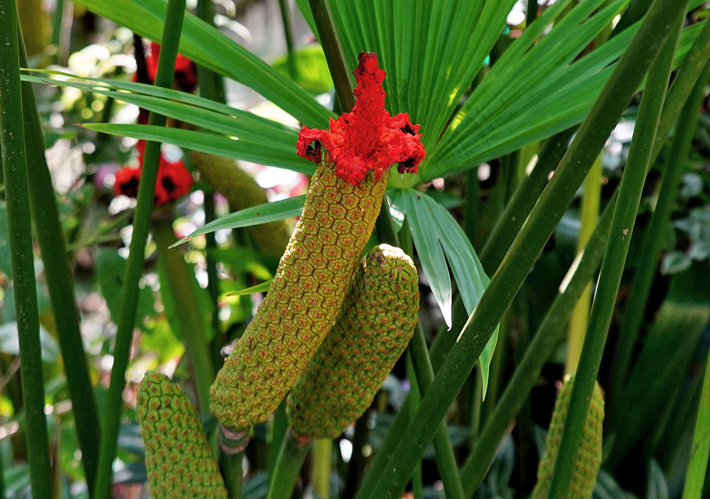 Carludovica palmata inflorescence rupturing exposing red flesh 