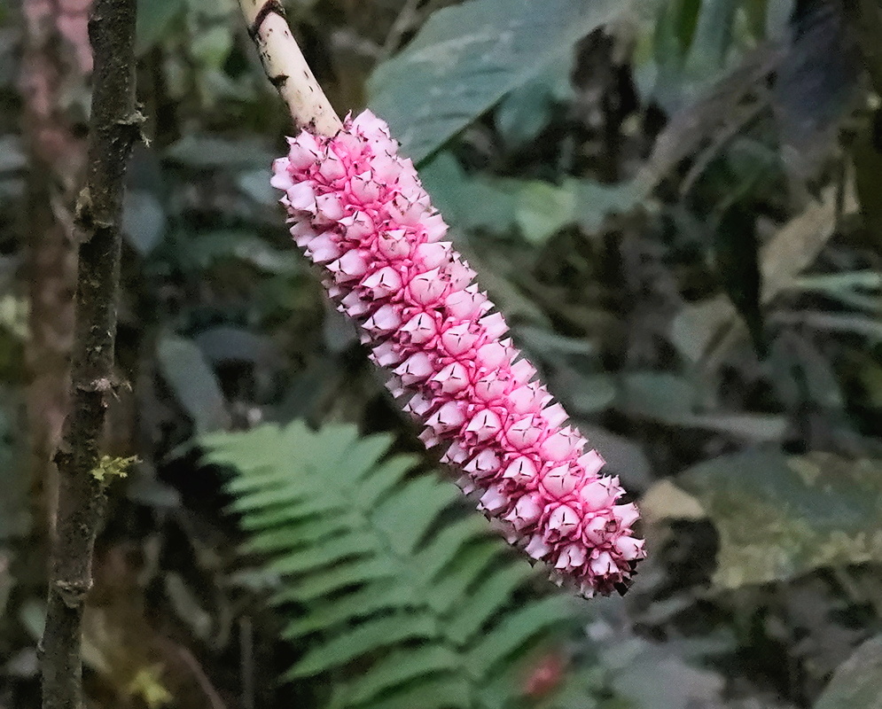 Carludovicoideae plant habit and foliage