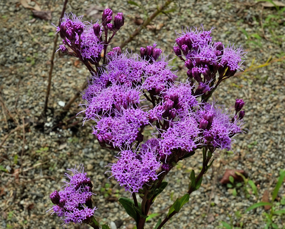 Carphephorus corymbosus Bloom Cluster Upright spray of Carphephorus corymbosus showing flat-topped clusters of vivid purple, threadlike disk florets on dark stems above narrow green leaves