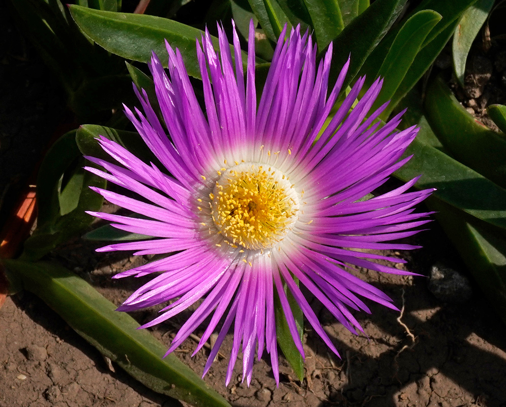 Carpobrotus chilensis Coastal Bloom Close-up of a sunlit bloom of Carpobrotus chilensis showing a 3–5-inch magenta, many-rayed flower with a yellow central disk above thick, triangular succulent leaves