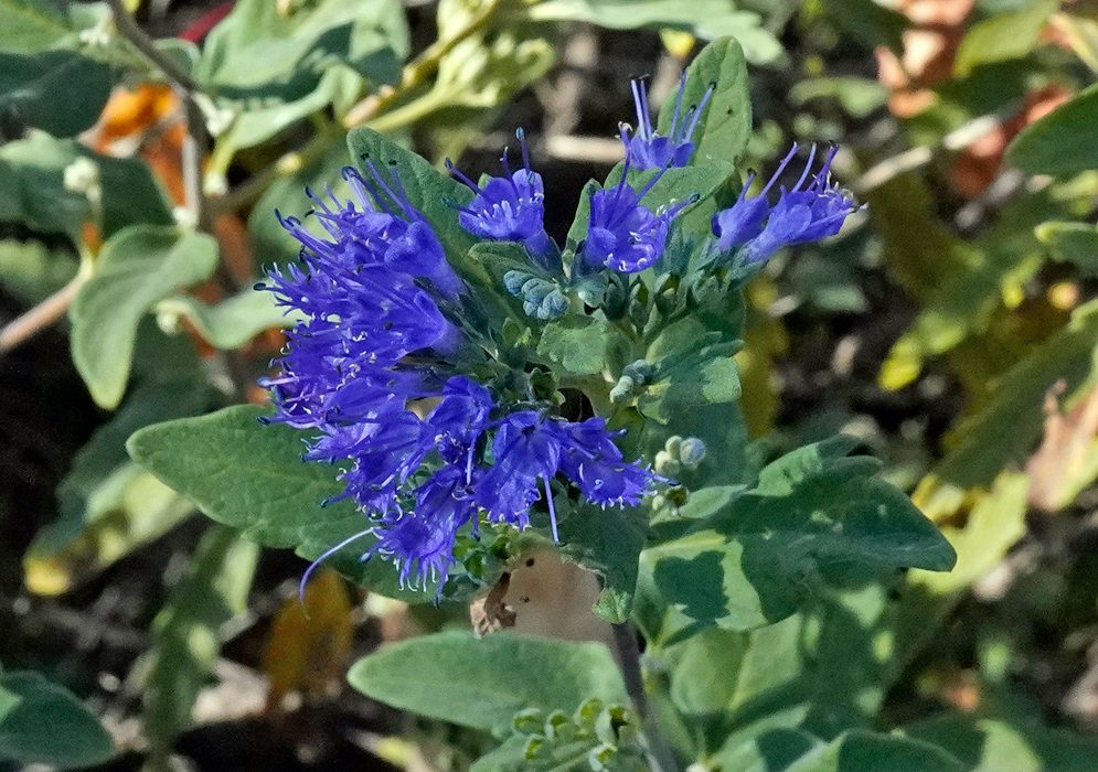 Caryopteris × clandonensis Inflorescence Tight head of violet-blue tubular blossoms of Caryopteris × clandonensis clustered at a stem tip above gray-green leaves on a compact subshrub