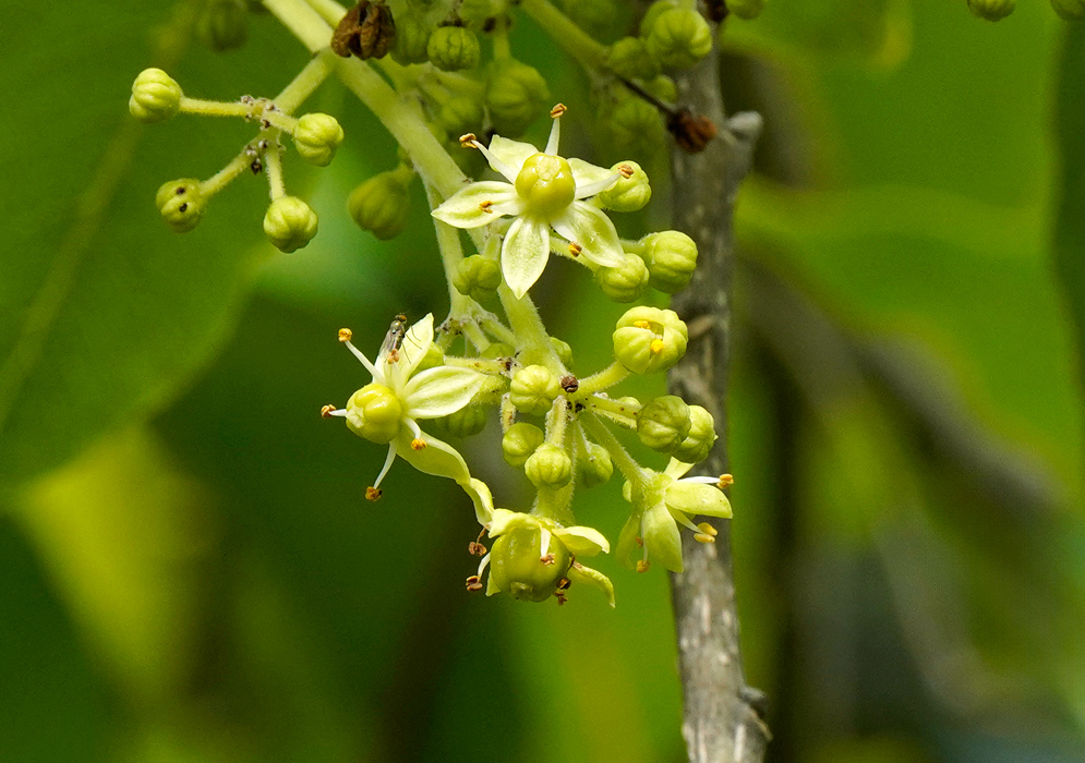Small star-shaped blossoms of Casimiroa edulis in a dangling panicle, each with five cream petals, prominent green ovaries, and tiny yellow-tipped stamens against leafy twigs