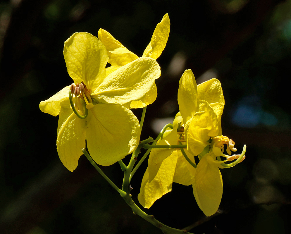 Erect cluster of bright yellow five-petaled blossoms of Cassia afrofistula on a green twig, with protruding stamens and developing buds