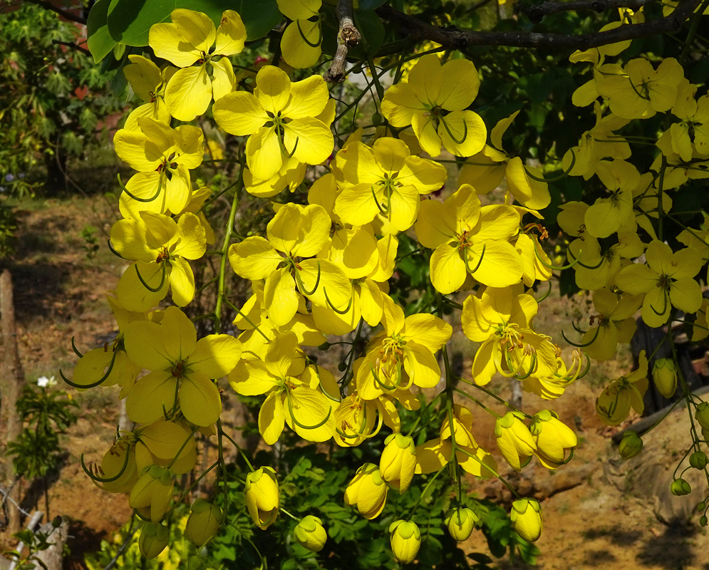 Yellow flowers and filaments and brown anthers of a Cassia fistula