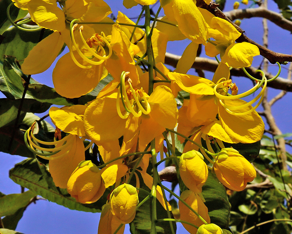 Hanging yellow flowers of a Cassia fistula