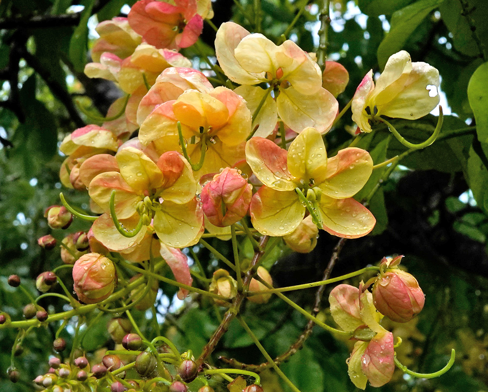 Cassia × nealiae Rainbow Shower Cascading spray of Cassia × nealiae with many five-petaled blossoms shaded lemon to salmon pink, each flower showing a curved central column and slender green pedicels