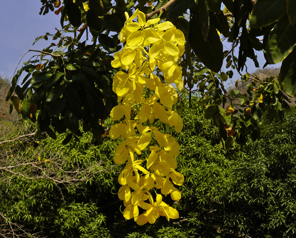 A golden shower of Cassia fistula flowers 