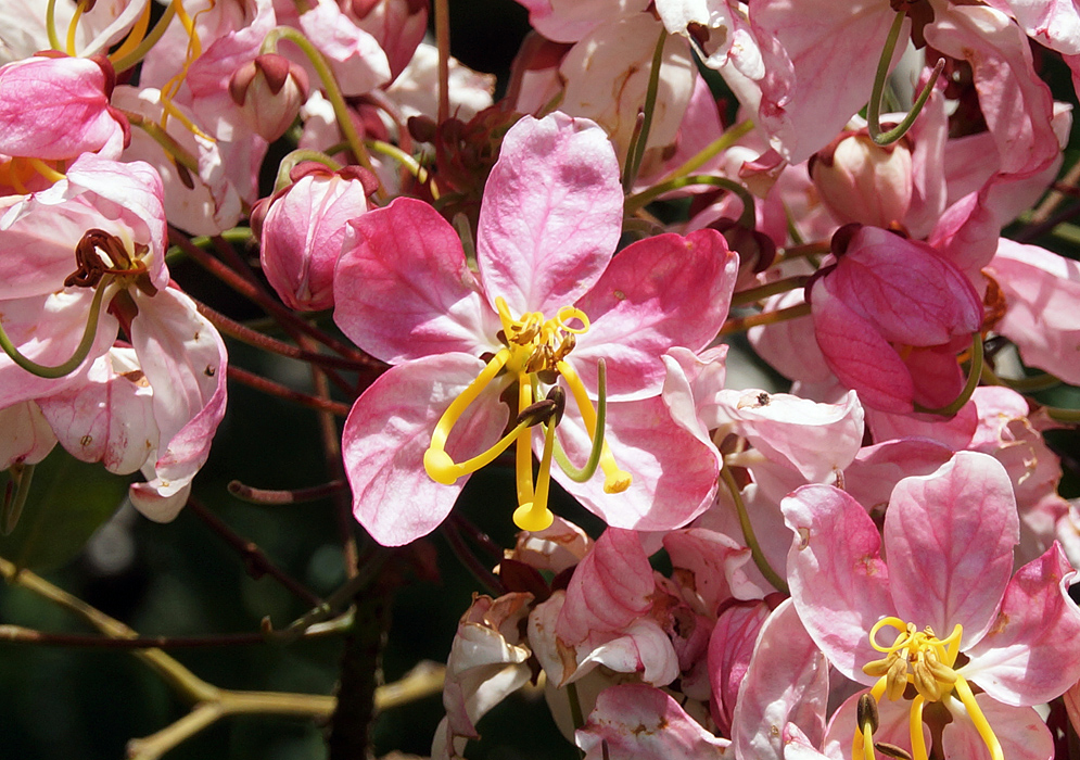 A Cassia javanica flower with different shades of pink and yellow filaments