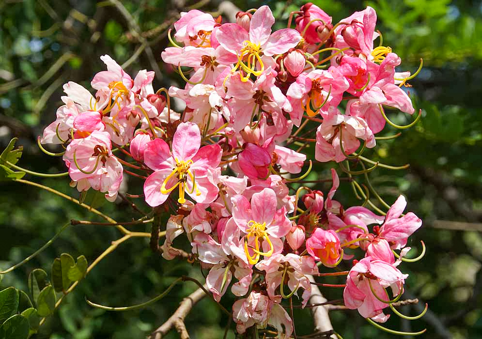A cluster of Cassia javanica pink flowers in sunlight