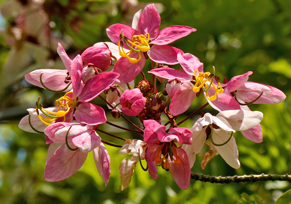 Cassia javanica Flower Cluster Cassia javanica inflorescence showing clustered five-petaled pink and white blossoms with prominent curved yellow stamens against a soft green background