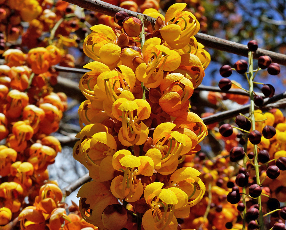 Cassia moschata flowers forming dense golden-yellow clusters with rounded petals and long curved stamens, alongside dark unopened buds
