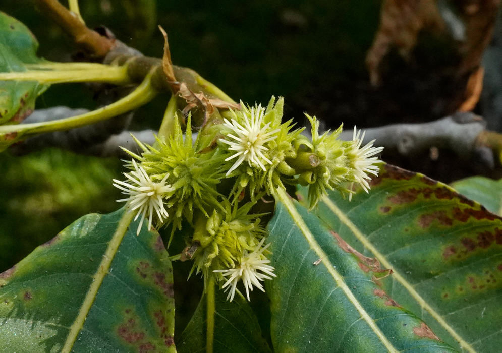 Castanea sativa Flower Cluste Castanea sativa cluster of small spiky white flowers emerging from green bracts between elongated leaves with serrated edges